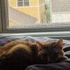 overcastknitter